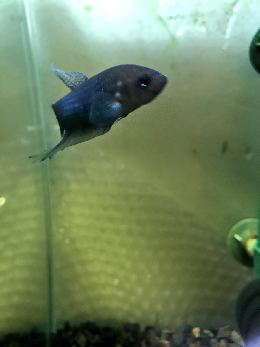 crazy_clever_s's tweet photo. Betta simorum
発色が良い。しかしながらシャイで撮りづらい。
#betta #simorum #ベタ #原種
#アクアリウム https://t.co/M20jKf8gt9