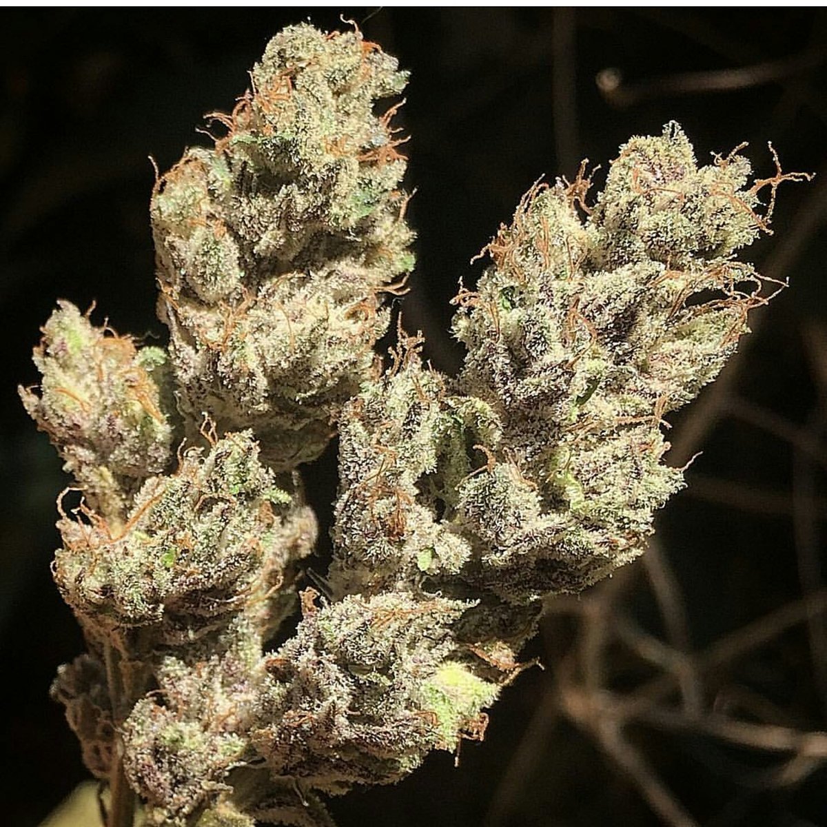 med_man_brand's tweet photo. rock-star kush #worldsmostawarded #worldfamous #acmpr #mmar #mmpr #cannabis #kush #kusharmy #kushgoons #marijuana #bcbud #realkush #kind https://t.co/ke2oH5IjCJ