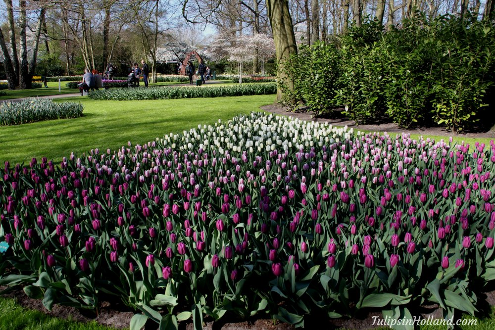 tulips_holland's tweet photo. Tulips in different shades of purple 

#travel to the #tulipsinholland spring 2017 https://t.co/syTuuhn5Ia https://t.co/GWUMbveHbp