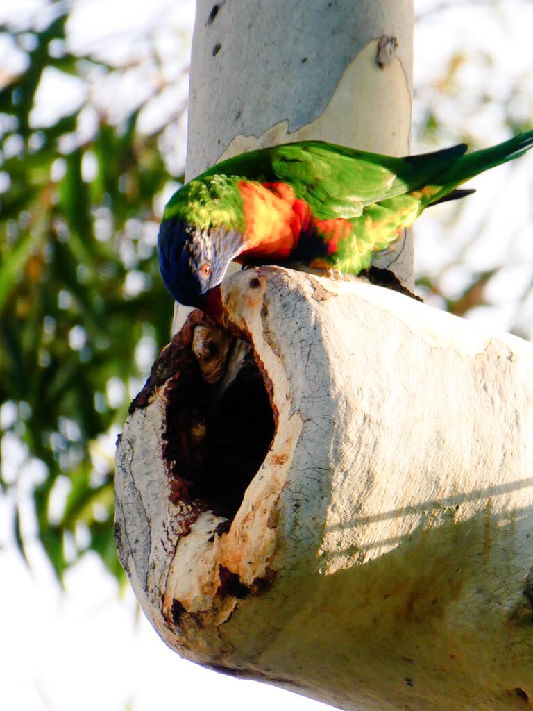 BotanicSydney's tweet photo. Tree hollows are essential for wildlife
Learn about @hollowsashomes    @2ser https://t.co/fF95BT86PC https://t.co/57YgSA4UA0
