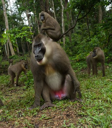 Mohited's tweet image. All she needs is your support, sound it loud, wide &amp;amp; clear; #NatureAlwaysWin @UNEP @AminaJMohammed @estherclimate @OlumideIDOWU SDGs #Goal13