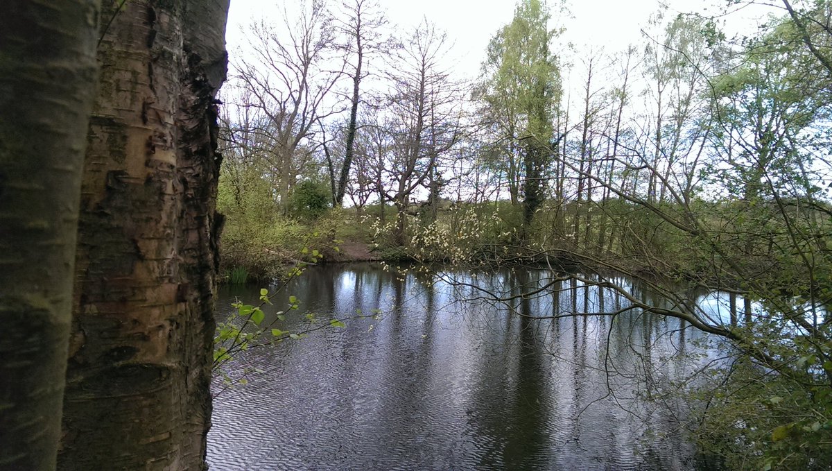 TheDukesTree's tweet photo. Been talking to my friends the Mallards down at #spaponds again today. They still think I'm quackers https://t.co/xYQOB2wrUe