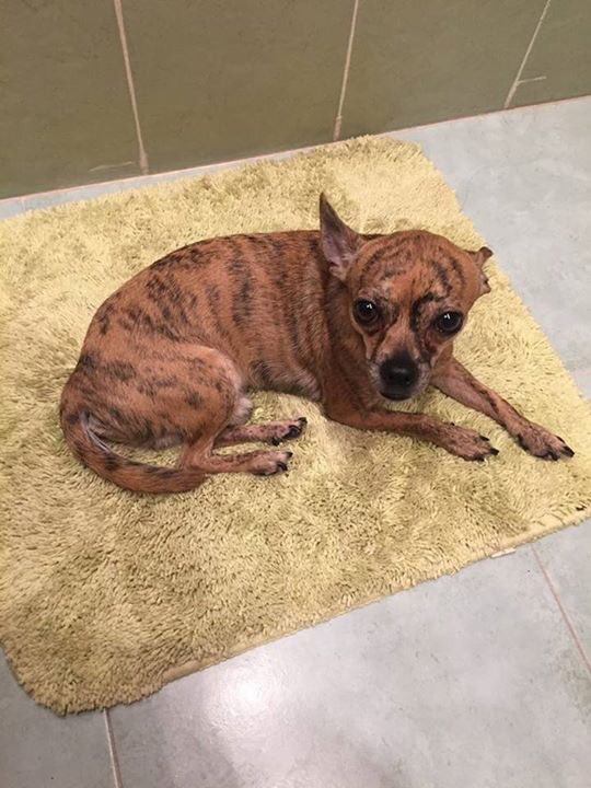 adoptaunavidaMD's tweet photo. TIGGER fue arrancado de las manos de su familia en una furgoneta blanca, estará asustado y sólo, ayudemos a que vuelva a su hogar💔 https://t.co/Bed1mVVFz2