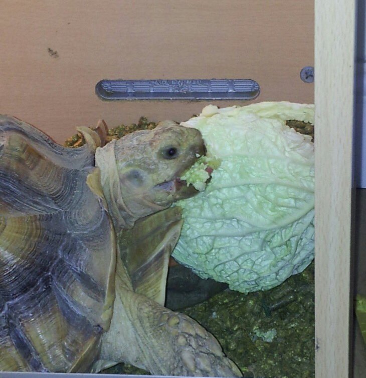 HCooper09's tweet photo. @PetsatHome He might not be fluffy but he is a @PetsatHome VIP. ๐ข Here is Otto the Sulcatta tortoise!! #VIPMay2017 #tortoise #familypet https://t.co/oQPNWmVLaw