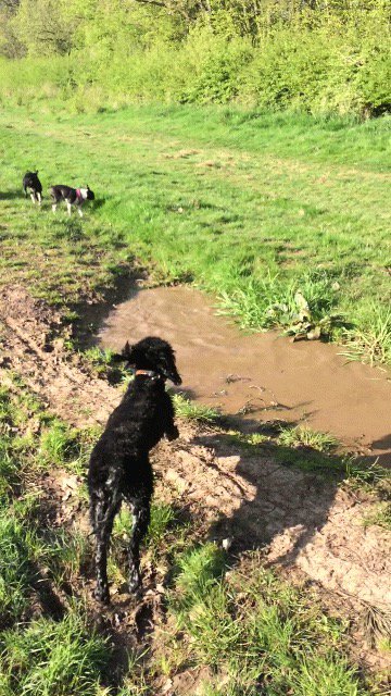 _PreciousPaws's tweet image. #Crazy #Cockerpoo