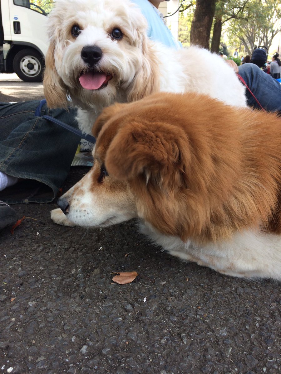 今日はお兄ちゃんとわんわんカーニバルに行って来たよ🐶