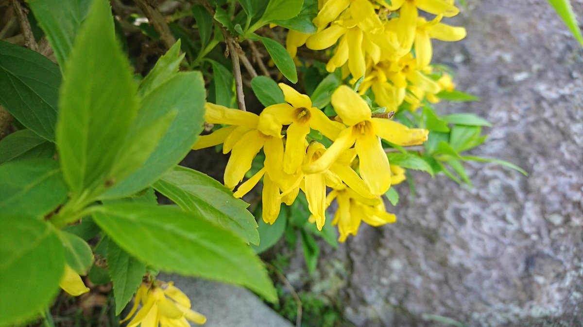 すべての花の画像 心に強く訴える連翹 花言葉 すべての花の画像 心に強く訴える連翹 花言葉