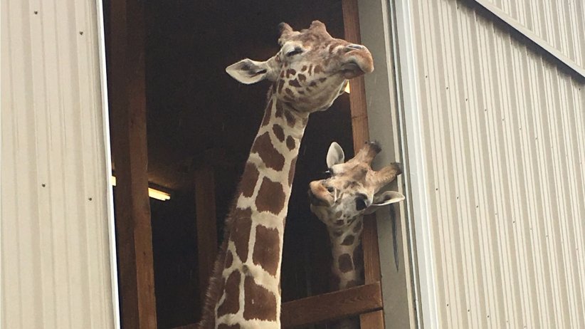 You may not have a giraffe, but these #marketing lessons can still apply to you! #livestream #AprilTheGiraffe
owl.li/Xebd309T1Vl