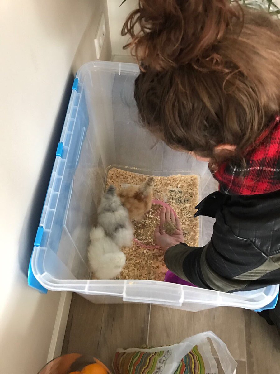 Ooooh 😍 op kraamvisite bij deze schattige kuikentjes 🐣 #HappyEaster