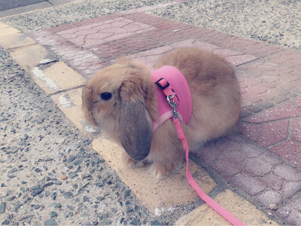 ぷぷです🐰🐇 (@rabbit_pupu) | Twitter
