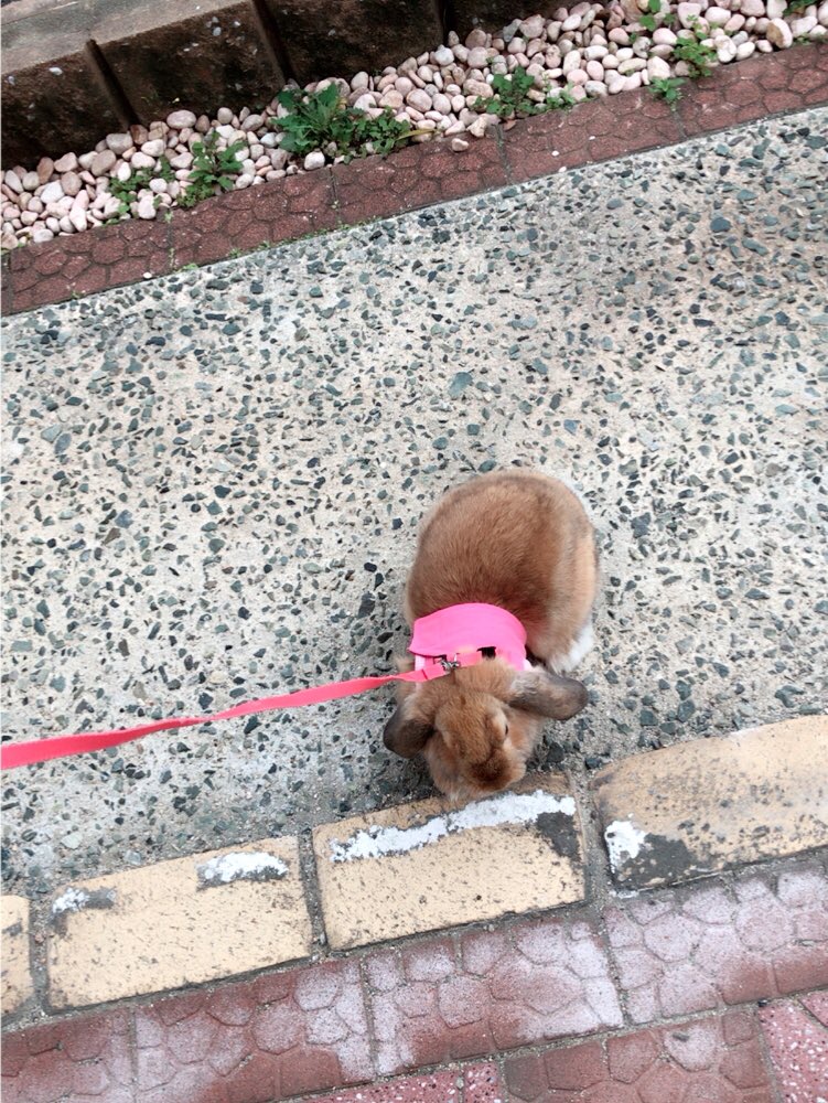 ぷぷです🐰🐇 (@rabbit_pupu) | Twitter