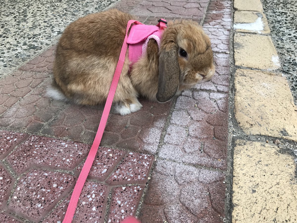 ぷぷです🐰🐇 (@rabbit_pupu) | Twitter