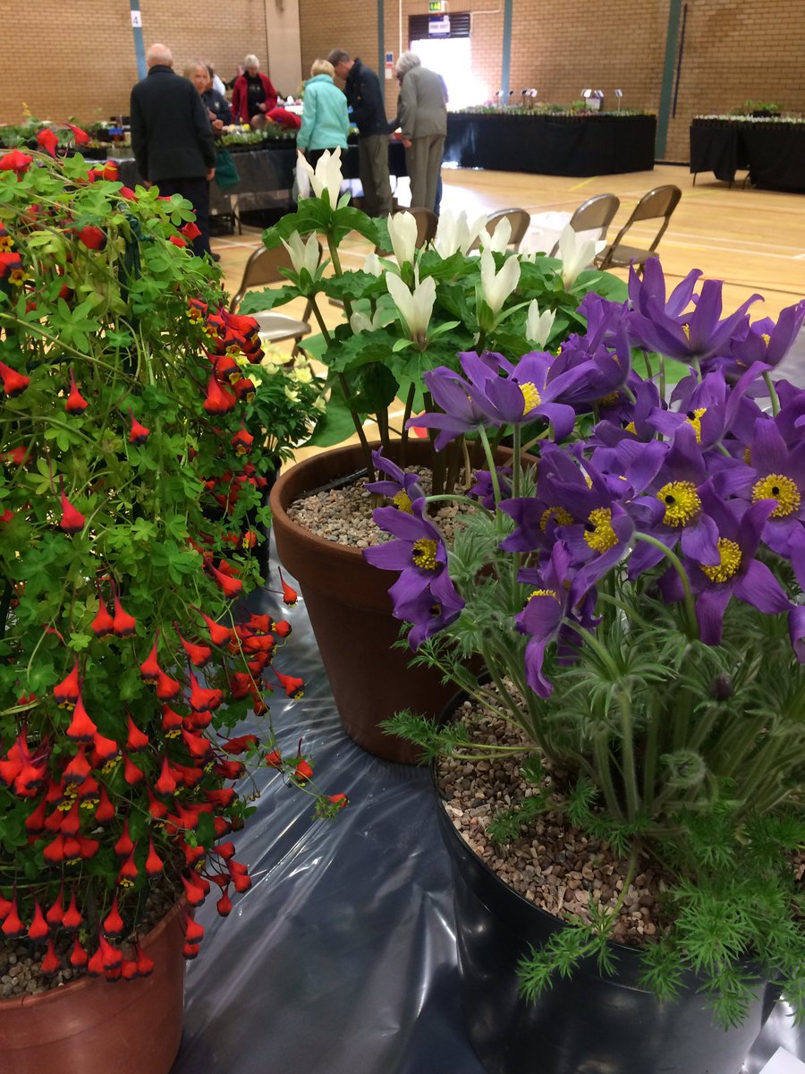 HarperleyGrow's tweet photo. We're at the @ScottishRockGC show at Perth today, plenty to see and some amazing plants to buy https://t.co/INYj7g8ewF