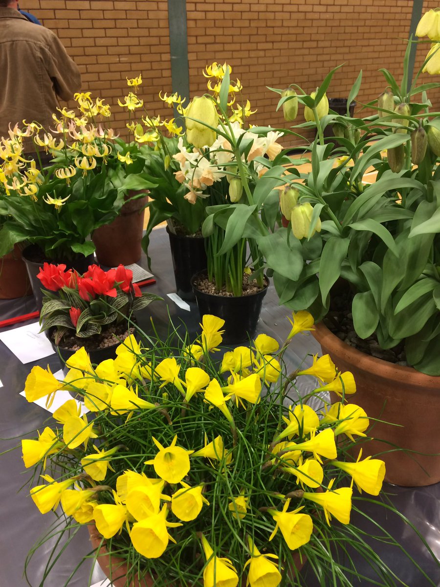 HarperleyGrow's tweet photo. We're at the @ScottishRockGC show at Perth today, plenty to see and some amazing plants to buy https://t.co/INYj7g8ewF