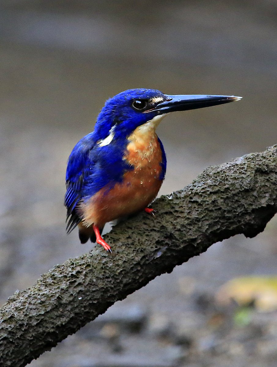 crocexp's tweet photo. Daintree River Wildlife, Crocodile Express ticket* includes 30 day pass to travel unlimited for 30 days Daintree Village or Daintree Gateway https://t.co/DCCkjUPXhr