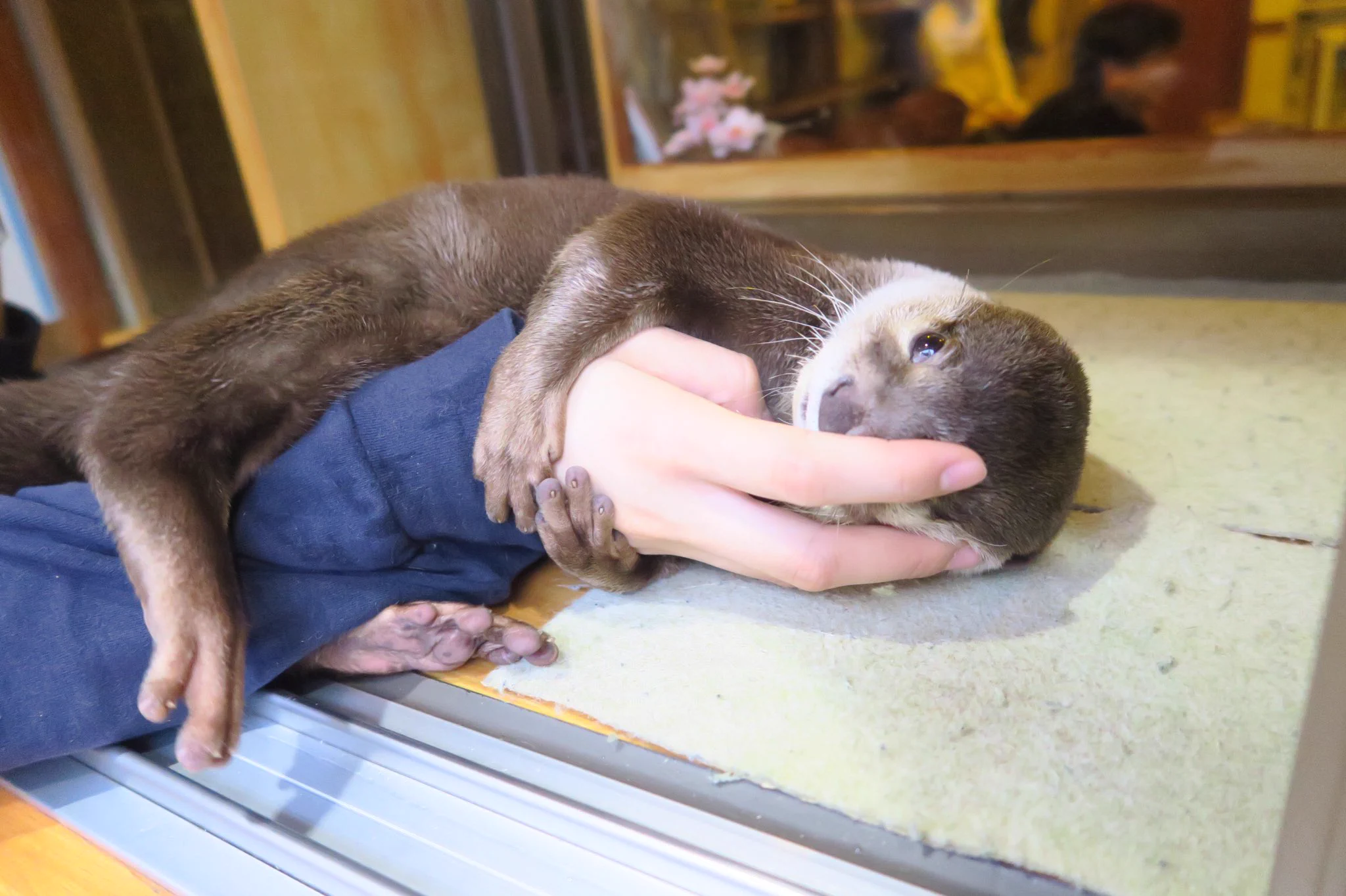 これからのトレンド？カワウソカフェという最高の空間ｗｗｗ