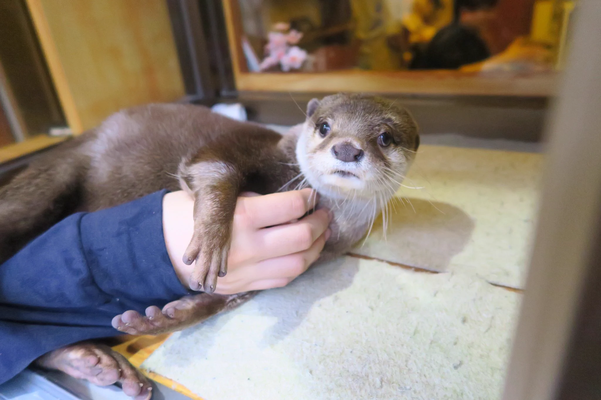 これからのトレンド？カワウソカフェという最高の空間ｗｗｗ