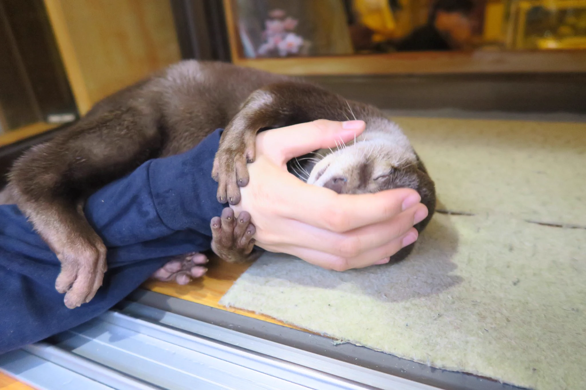 これからのトレンド？カワウソカフェという最高の空間ｗｗｗ