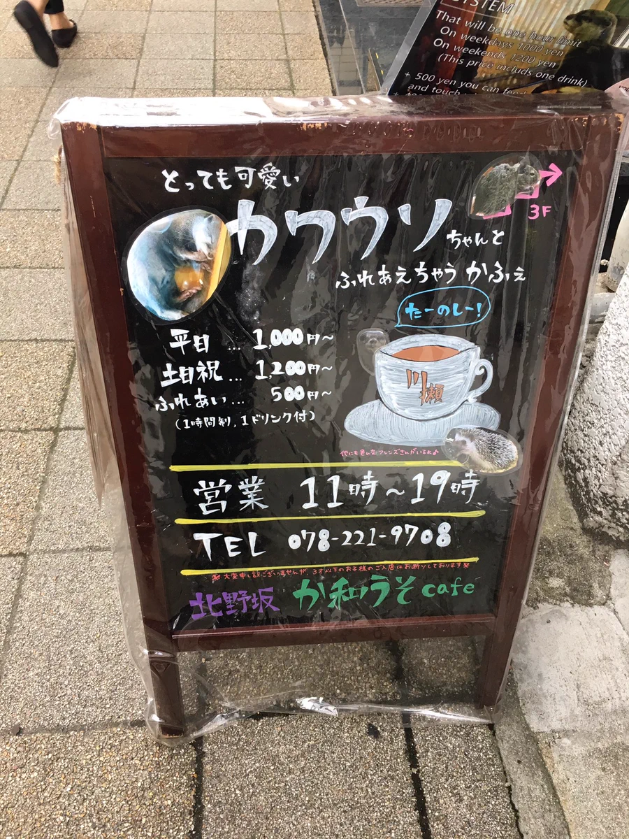 これからのトレンド？カワウソカフェという最高の空間ｗｗｗ