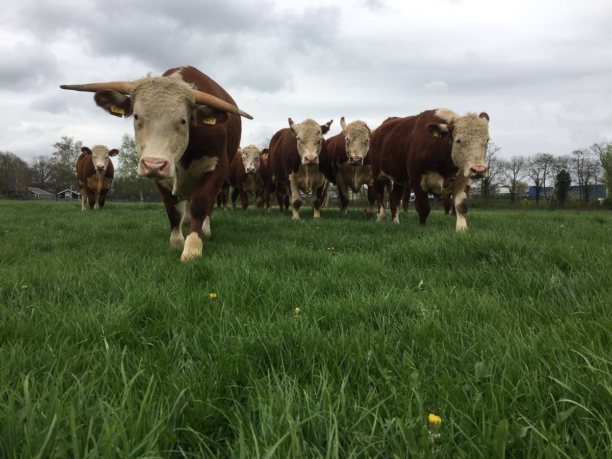 terryvanloon's tweet photo. Rust weer enigszins hersteld in de wei 😂 #naarbuiten #heining maar op één plek kapot 😬 #springen #rennen #Herefords https://t.co/5TNyODBZ6F https://t.co/bbP9KRcvm1
