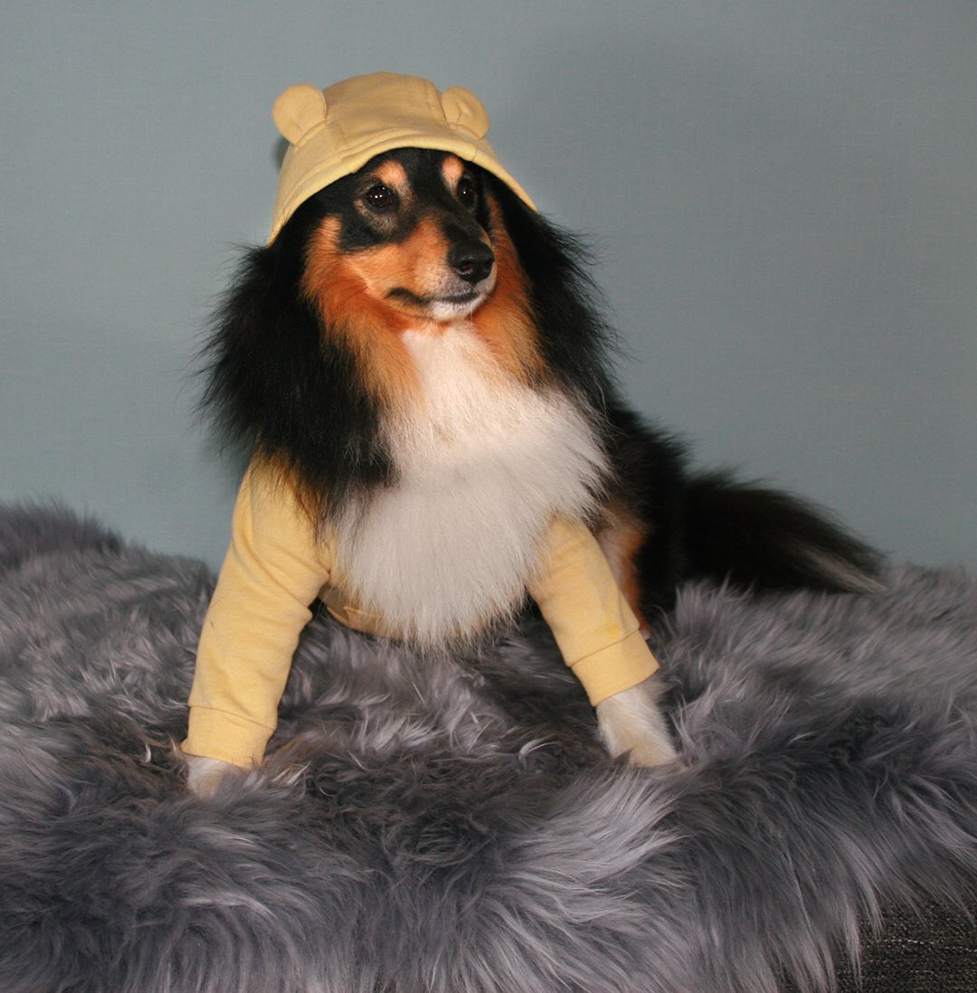 max mini sheepdog maxminisheepdog twitter