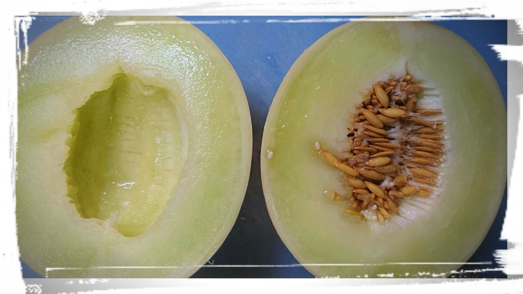 タカシ 八百森のエリーよろしく ハネジューメロン 今 相場が落ちているのでお買い得です 味ものってきましたよ メロンを振った時に 中の種がザクザクと音がする頃が追熟して食べ頃です ハネジューメロン お買い得 味が乗っている 輸入メロン タカシ 八百森のエリーよろしく ハネジューメロン 今 相場が落ちているのでお買い得です 味ものってきましたよ メロンを振った時に 中の種がザクザクと音がする頃が追熟して食べ頃です ハネジューメロン お買い得 味が乗っている 輸入メロン