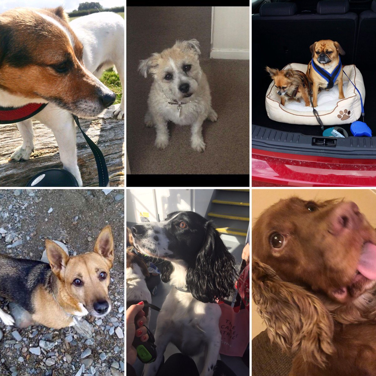 NFUM_MeltonM's tweet photo. Our cute four legged friends from the office. Why not tweet us a picture of your pets? #socialsaturday https://t.co/OWFXXq5wpC