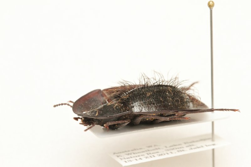 オーストラリアの乾燥地帯に棲むゴミムシダマシ、たぶんHelea