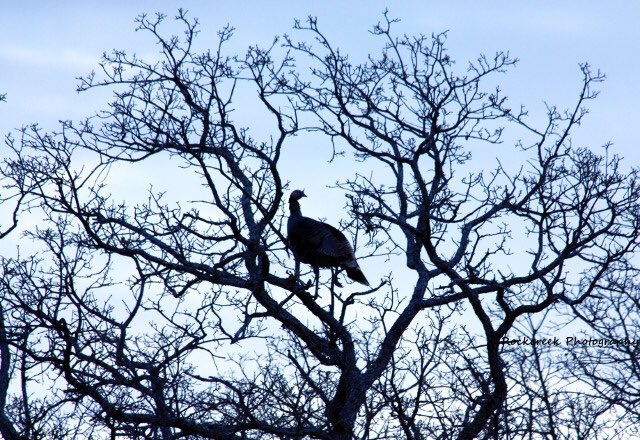 Headed out to locate turkeys!