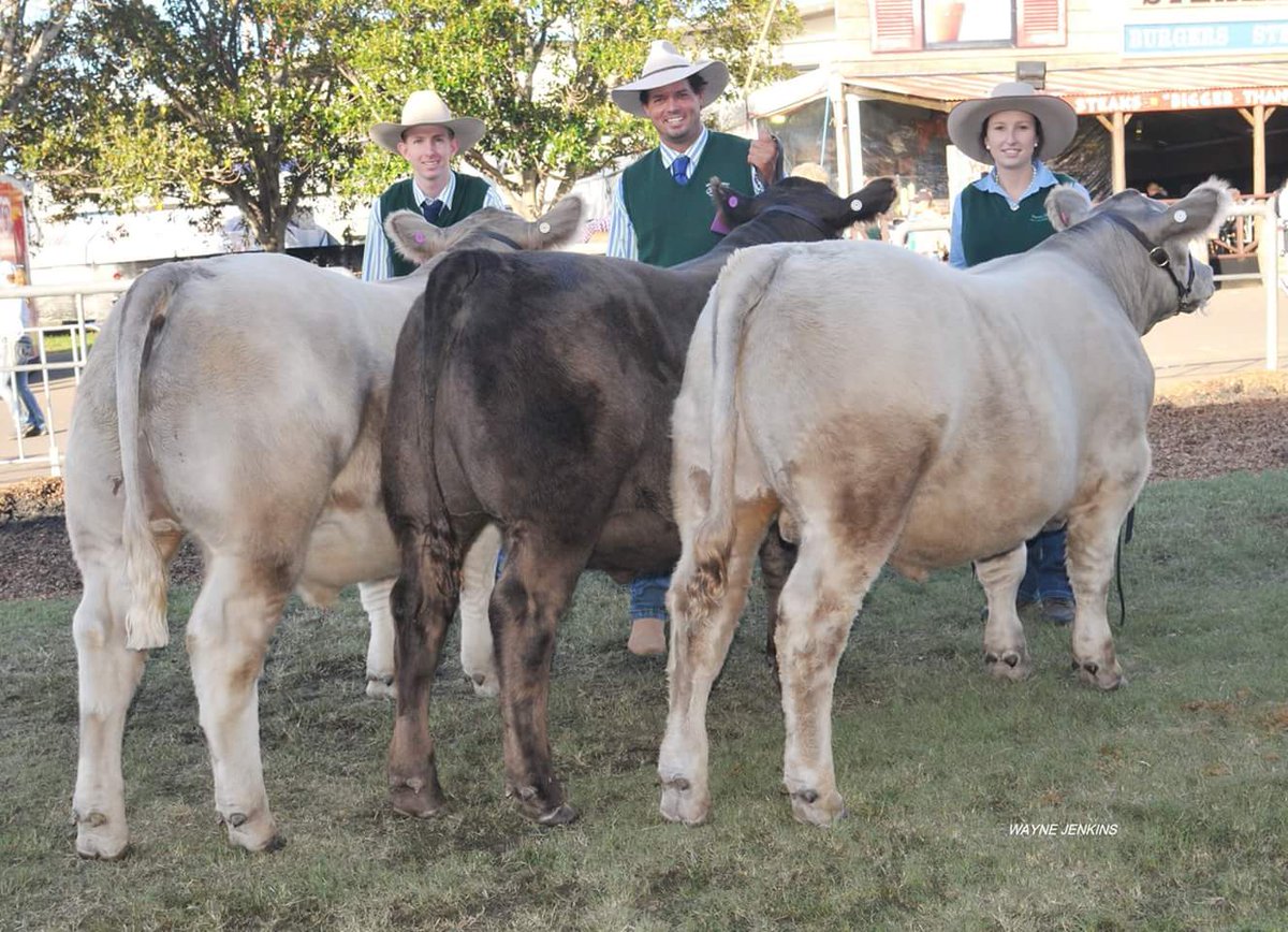 struanp's tweet photo. #MurrayGreys have gone back to back winning the 2017 Stan Hill Trophy at the #SydneyRoyal 2nd. #Charolais 3rd. #Limousins https://t.co/IOwDNU9u3t