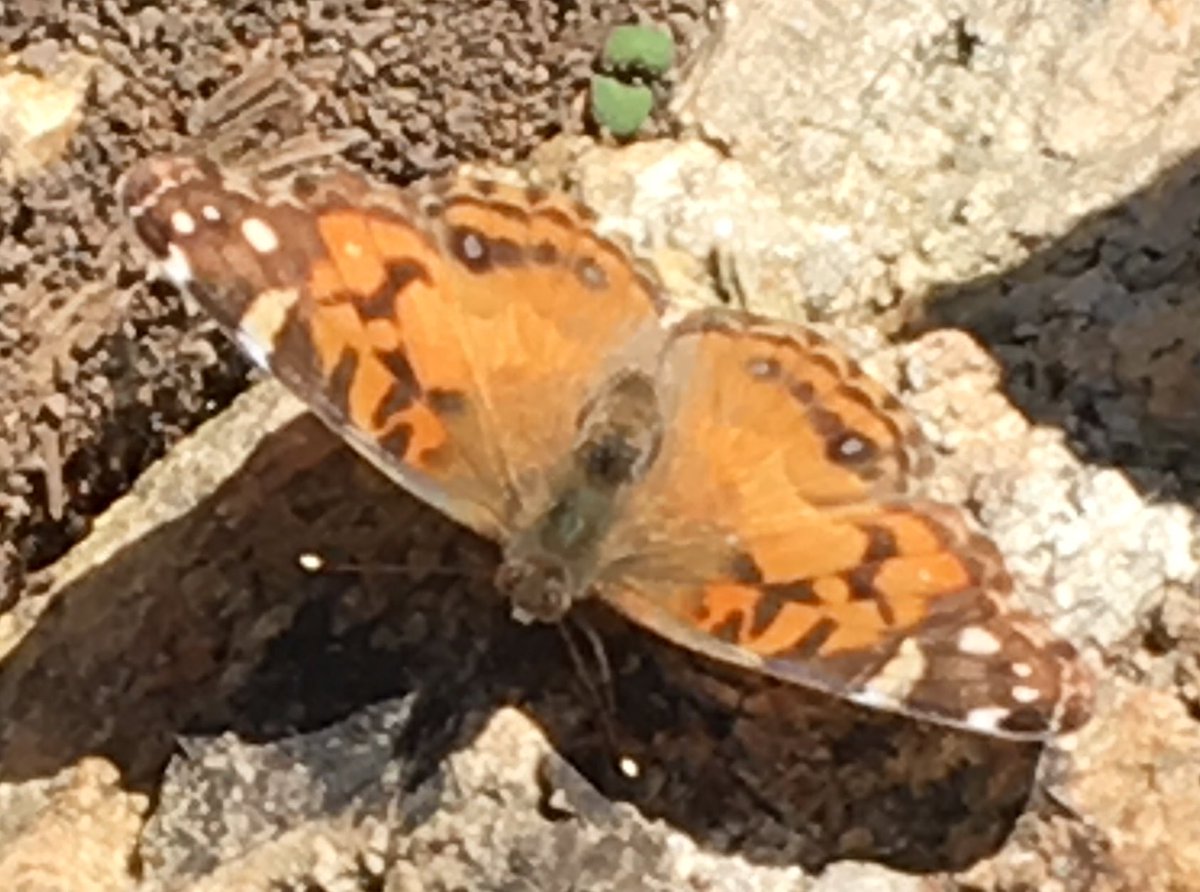 seanjamesdesign's tweet image. Special visitor in the #FernRidgeGarden yestrday! American Painted Lady #Butterfly. Good thing we planted #PearlyEverlasting 4 catapillars 🌞
