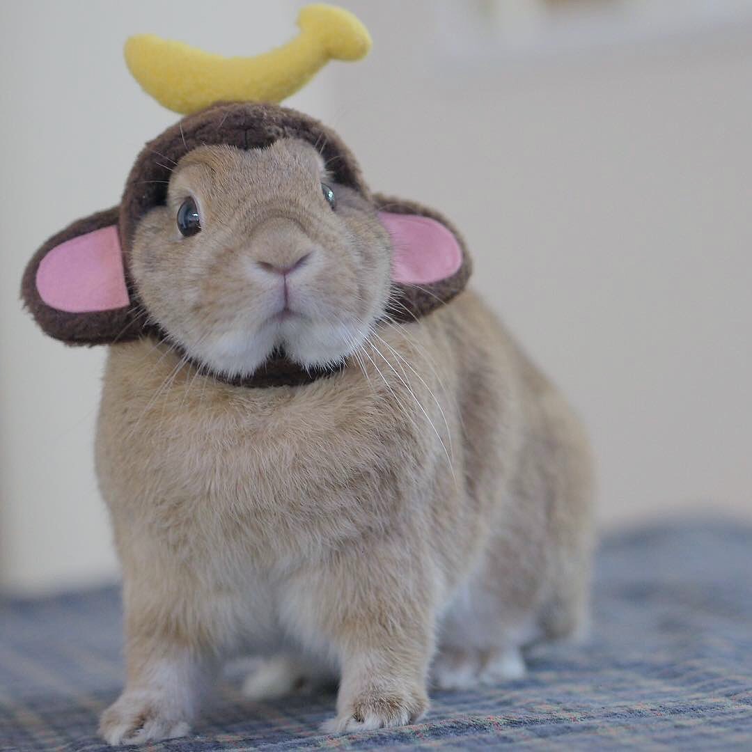 WINNER as bunnies (@winnerasbunnies) / Posts / X