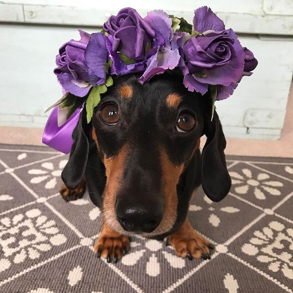 brunominidachs's tweet photo. Cochella ready 🙌🏻 #dogsofcoachella #cochella https://t.co/xNqcCQ3uAx https://t.co/nmJz4TCYcY