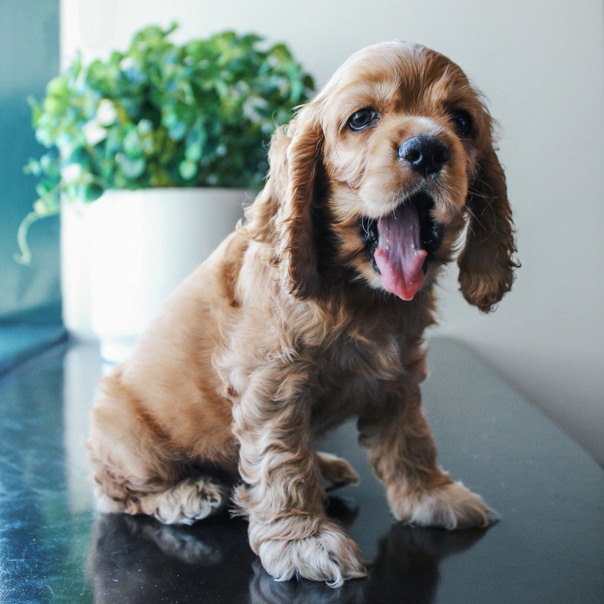 rkasuero's tweet image. My Burke is such a natural! #spaniel #cameraguy