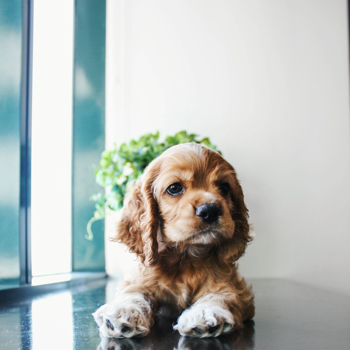 rkasuero's tweet image. My Burke is such a natural! #spaniel #cameraguy