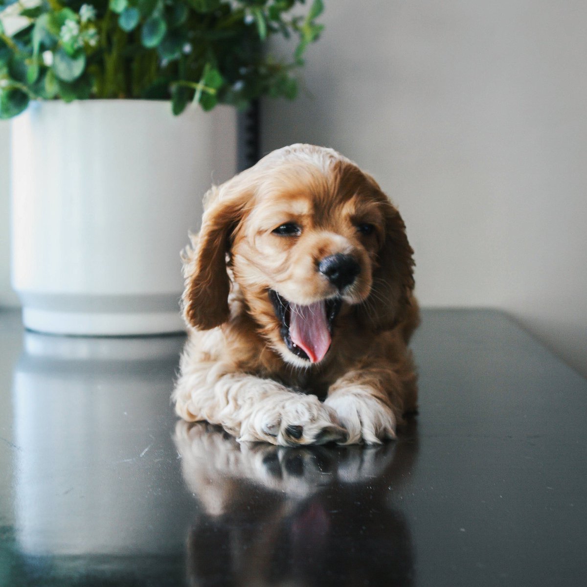 rkasuero's tweet image. My Burke is such a natural! #spaniel #cameraguy