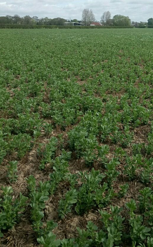 RBoldan's tweet photo. 750A no-till winter beans on Foggathorpe clay. #itllneverwork https://t.co/4M7ZLyBmbW
