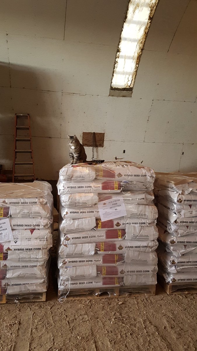 ABSeedman's tweet photo. Operations inspector and security detail guarding the treasure! #thunderseed #corn #plant17 https://t.co/SyB4miv9RC