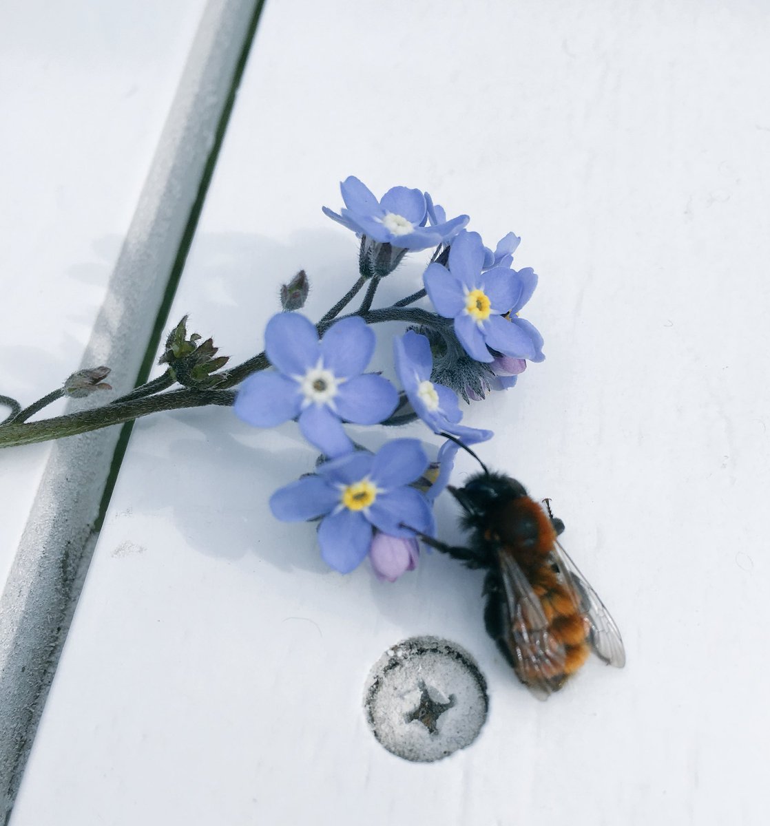 What's up little chappie ? Need a pick-me-up? That's better... 
🐝 Bee kind!