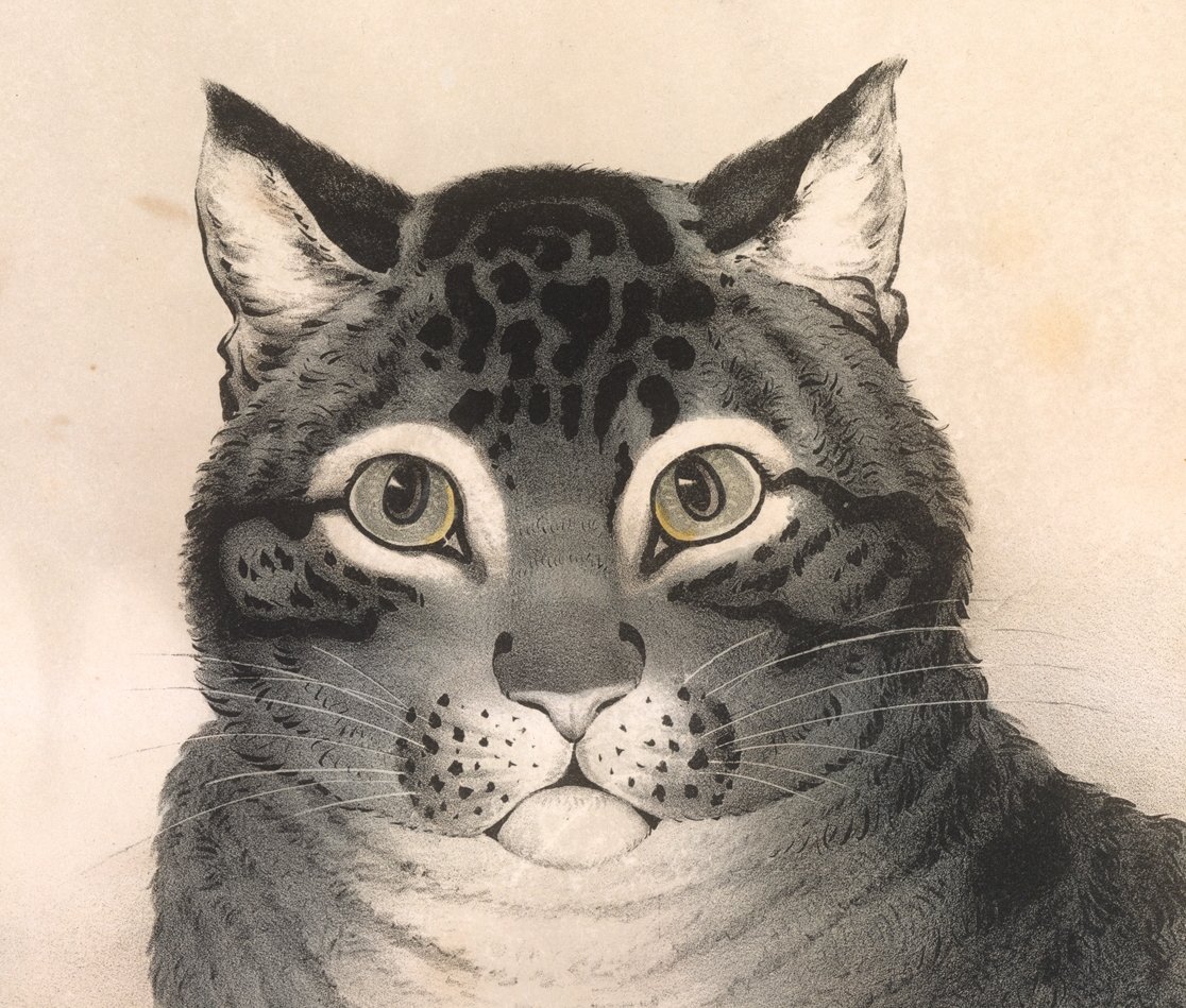 metmuseum's tweet photo. Spend your #Caturday purrusing our our cat-themed @Pinterest board. https://t.co/3qlkY9IDhl https://t.co/5YtRxiqG4J