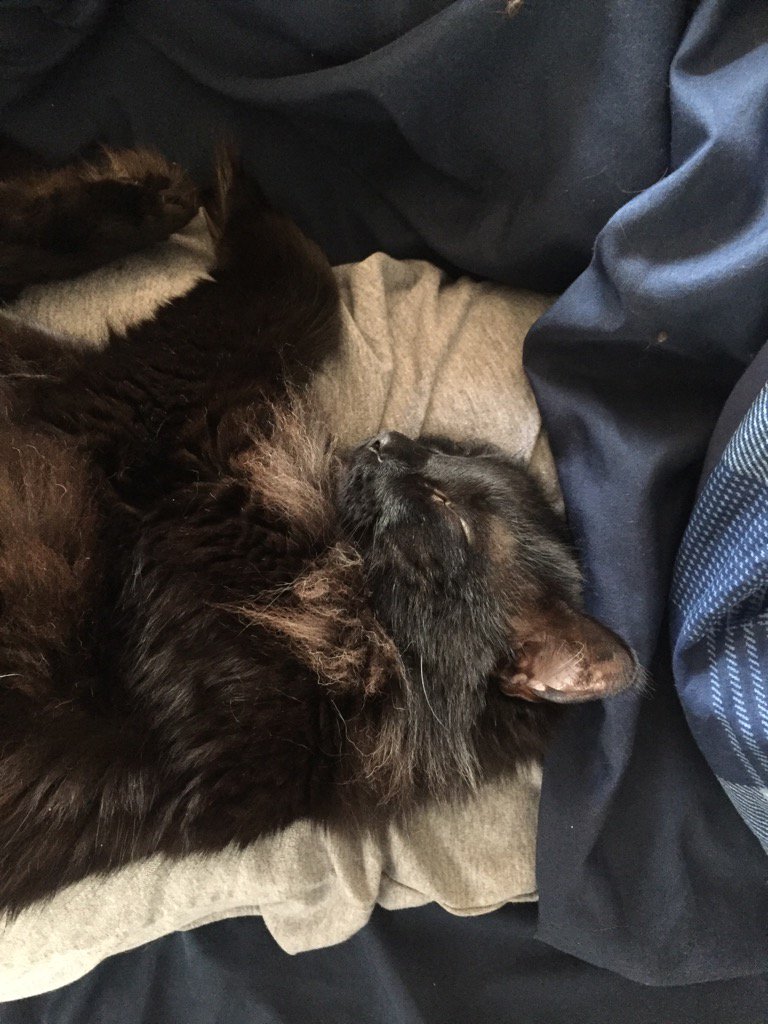VetTechTales's tweet photo. One #happykitty on mama's lap. #HappyCaturday https://t.co/NqxNp3pFr6