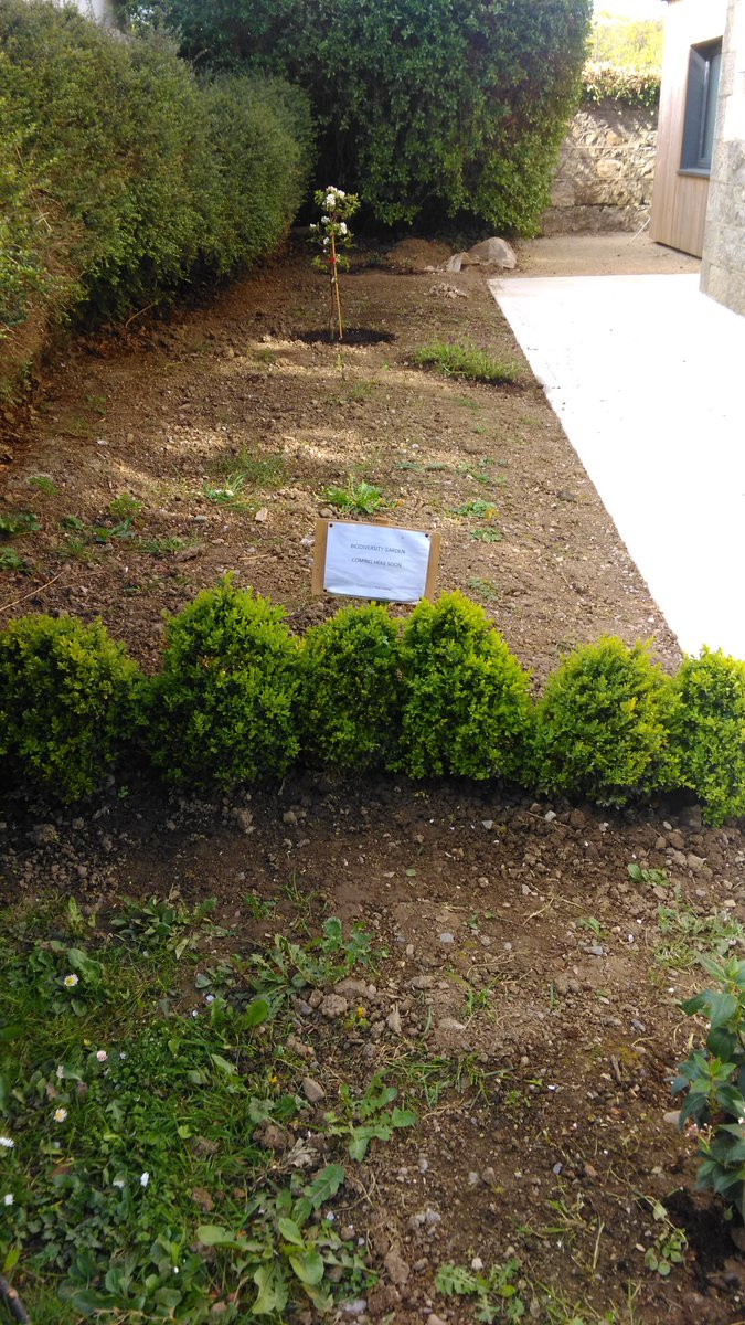 CabinteelyTidy's tweet photo. The start of our new pollinator friendly bio-diversity garden beside Cabinteely Library #Cabinteely #tidy towns #pollinatorfriendly #garden https://t.co/Pz3O00gMU6