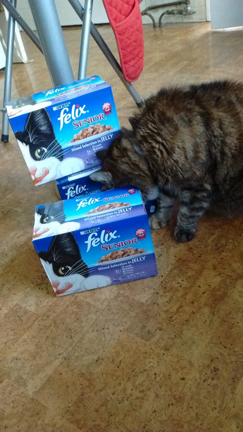 JessRLeach's tweet photo. @PurinaUK Cleo has been practising advertising Felix for camera - except when she is using it to hide from the camera of course!) https://t.co/vP5FkwADS0