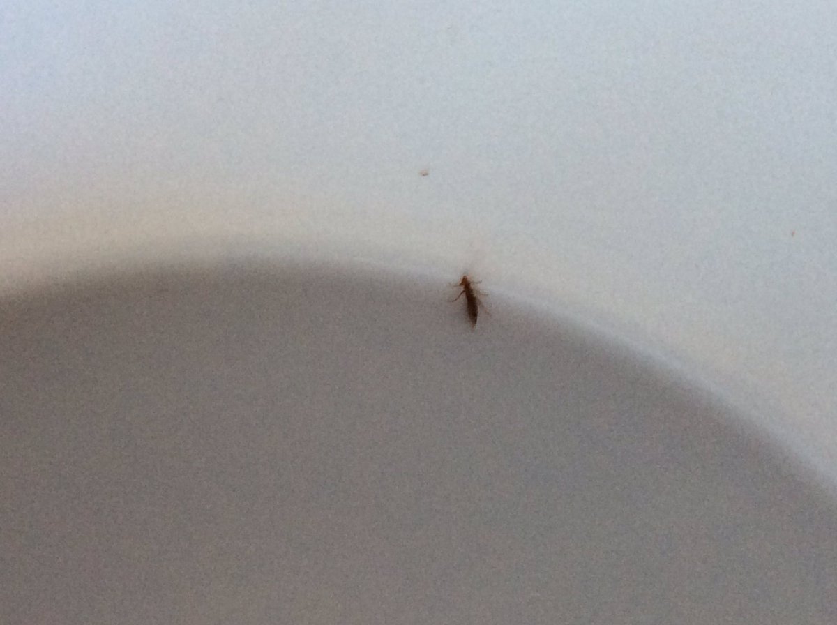 Trying to identify this #insect