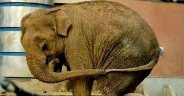 ScoopWhoop's tweet photo. We need to #SaveMali, the world’s loneliest elephant who’s currently rotting in a Philippines zoo: https://t.co/lc6L2pFIHr https://t.co/Eu59LU14Bh