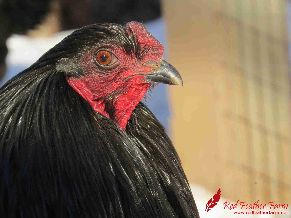 Redfeatherfowl's tweet photo. Live #local to Red Feather Farm? Come on over and pick up some #chicks! #Spring #hatching is just beginning! https://t.co/Un8atgUvU3 https://t.co/xNgXdVqZaH