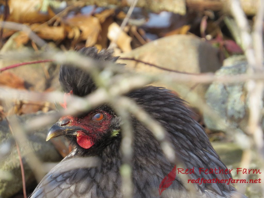 Redfeatherfowl's tweet photo. Live #local to Red Feather Farm? Come on over and pick up some #chicks! #Spring #hatching is just beginning! https://t.co/Un8atgUvU3 https://t.co/xNgXdVqZaH