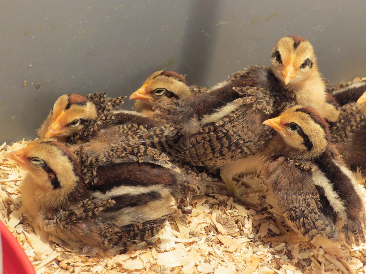 Redfeatherfowl's tweet photo. Live #local to Red Feather Farm? Come on over and pick up some #chicks! #Spring #hatching is just beginning! https://t.co/Un8atgUvU3 https://t.co/xNgXdVqZaH