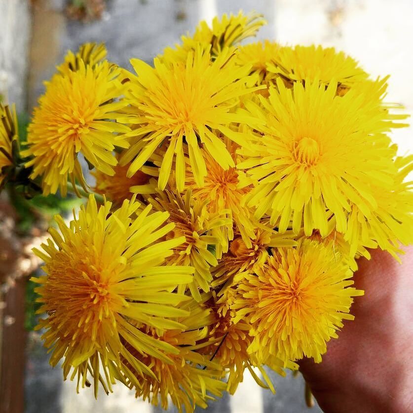 Riechan_9's tweet photo. Flower picking in our garden. Only these for the moment... #flowers #easter #yellow #helloweed https://t.co/t8J01rmTp4 https://t.co/J8yiIN9FTv