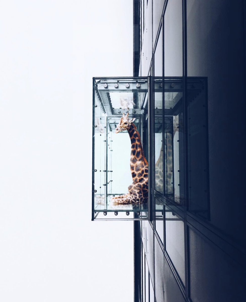 Swopes's tweet photo. In honor of #AprilTheGiraffe giving birth today, here's some of my fav giraffe edits. #SwopesGiraffe ✨ https://t.co/64vcrc9c5a